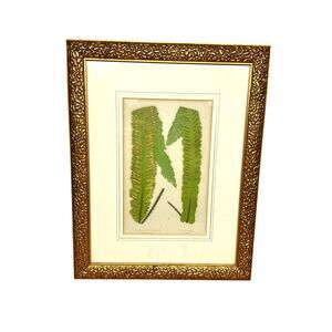 Scolopendrium Vulgare Vintage Antique Framed Picture Late 1800's Botanical HTF